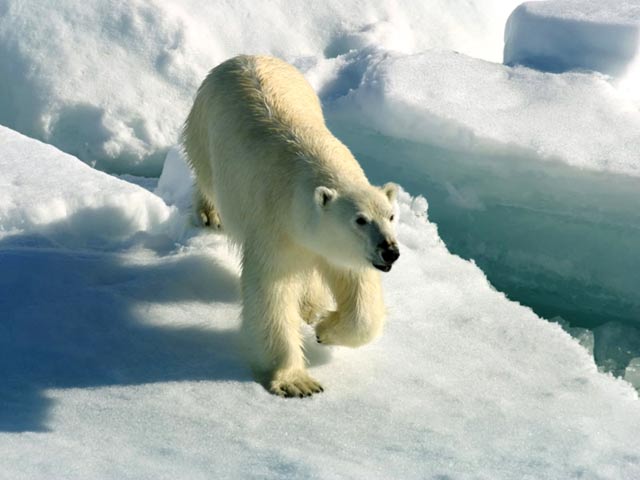 Ученые выявили изменения в рационе полярных медведей - фото 1